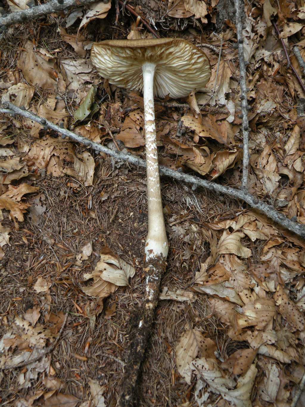 Xerula con strano gambo